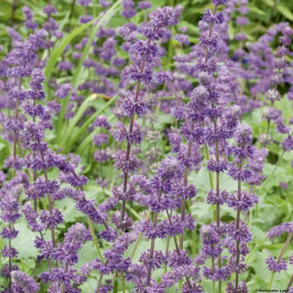 Salvia verticillata Purple Rain