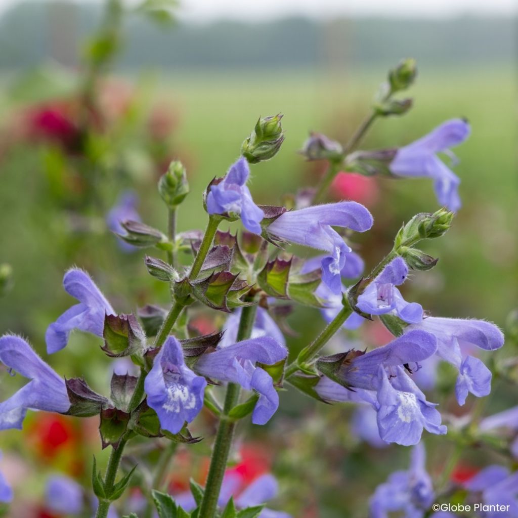 Salvia splendens Heat Hero™ Blue - Scarlet Sage