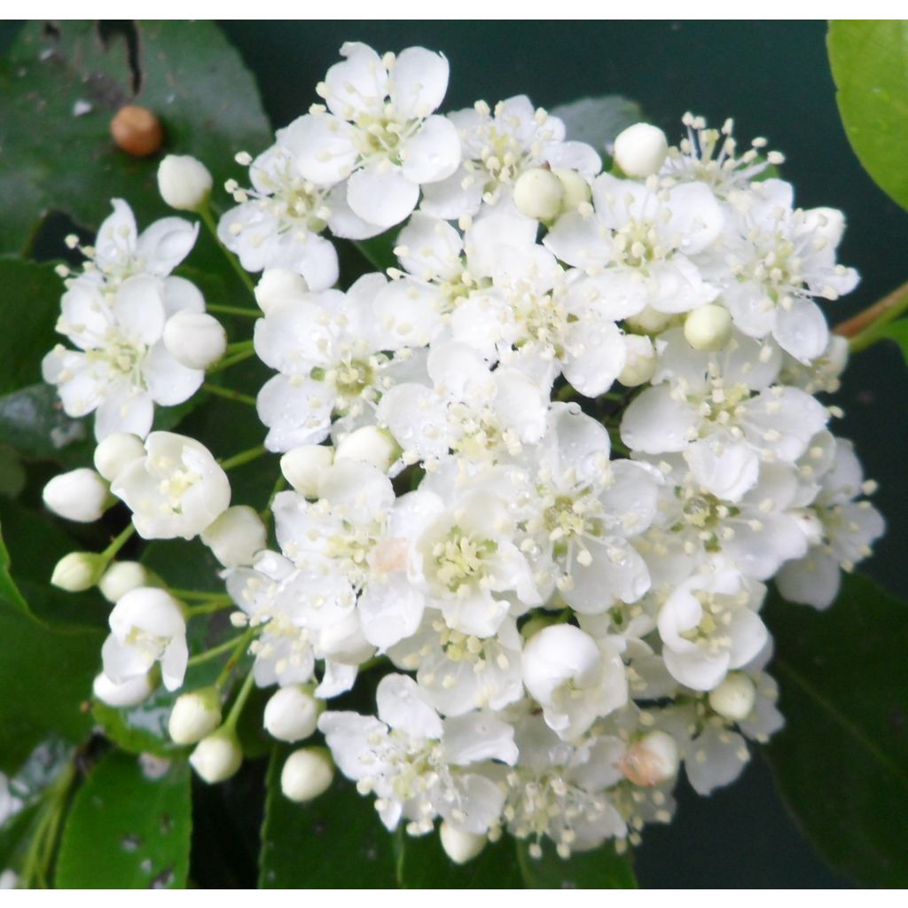 Choisya ternata - Mexican orange blossom