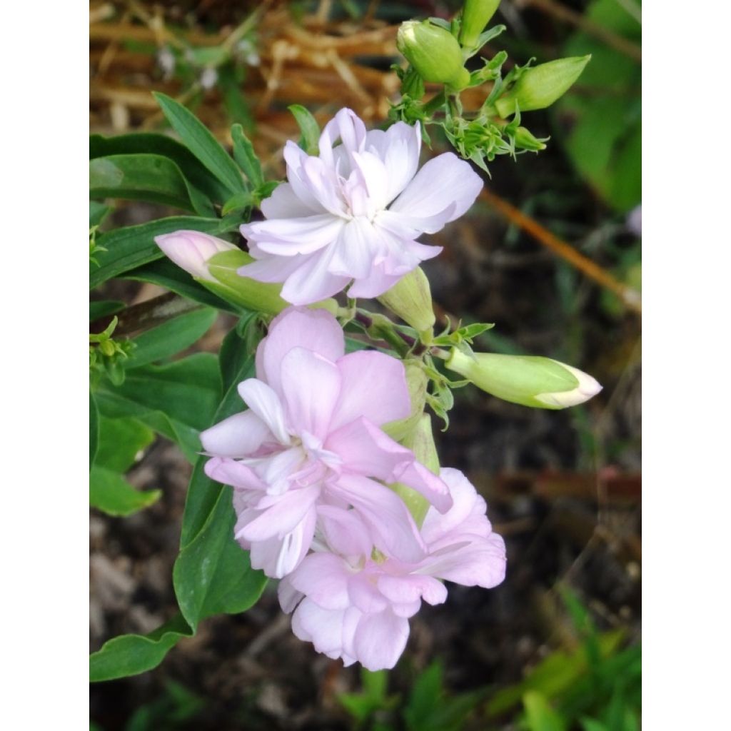 Saponaria officinalis Rosea Plena