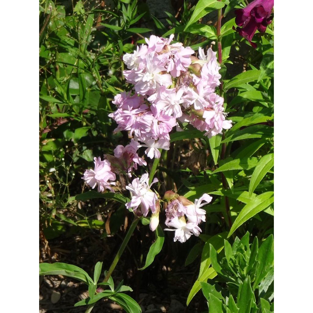 Saponaria officinalis Rosea Plena