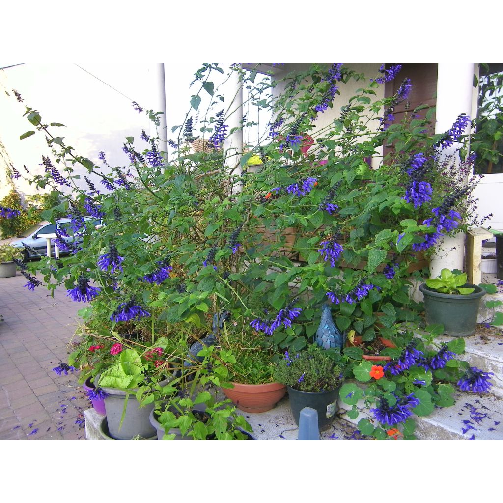 Salvia guaranitica Black and Blue - Shrubby Sage