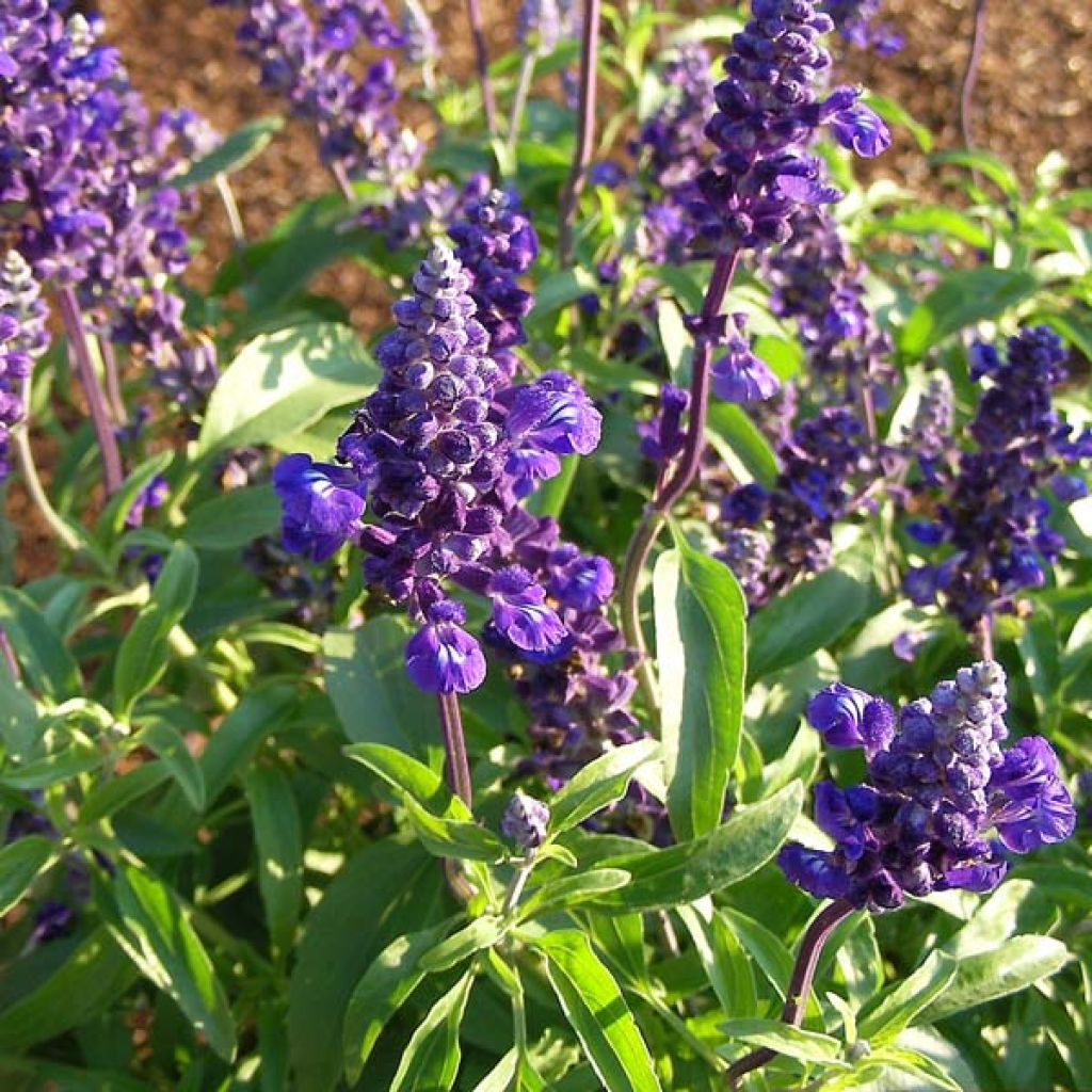 Salvia farinacea Victoria Blue - Mealy Cup Sage