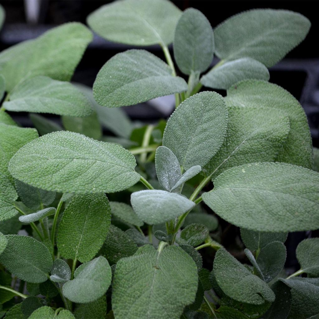 Salvia officinalis Berggarten