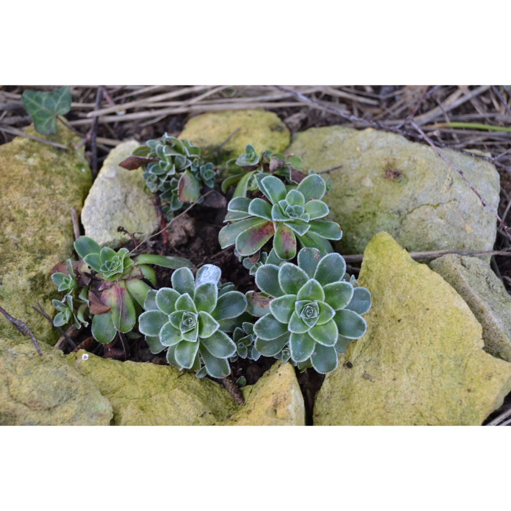 Saxifraga cotyledon Southside Seedling