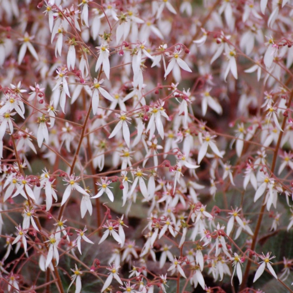 Saxifraga stolonifera Cuscutiformis
