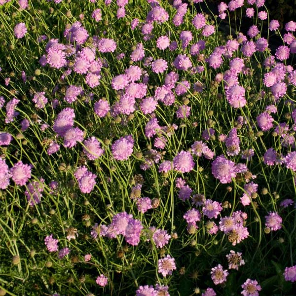 Scabiosa columbaria Pink Mist