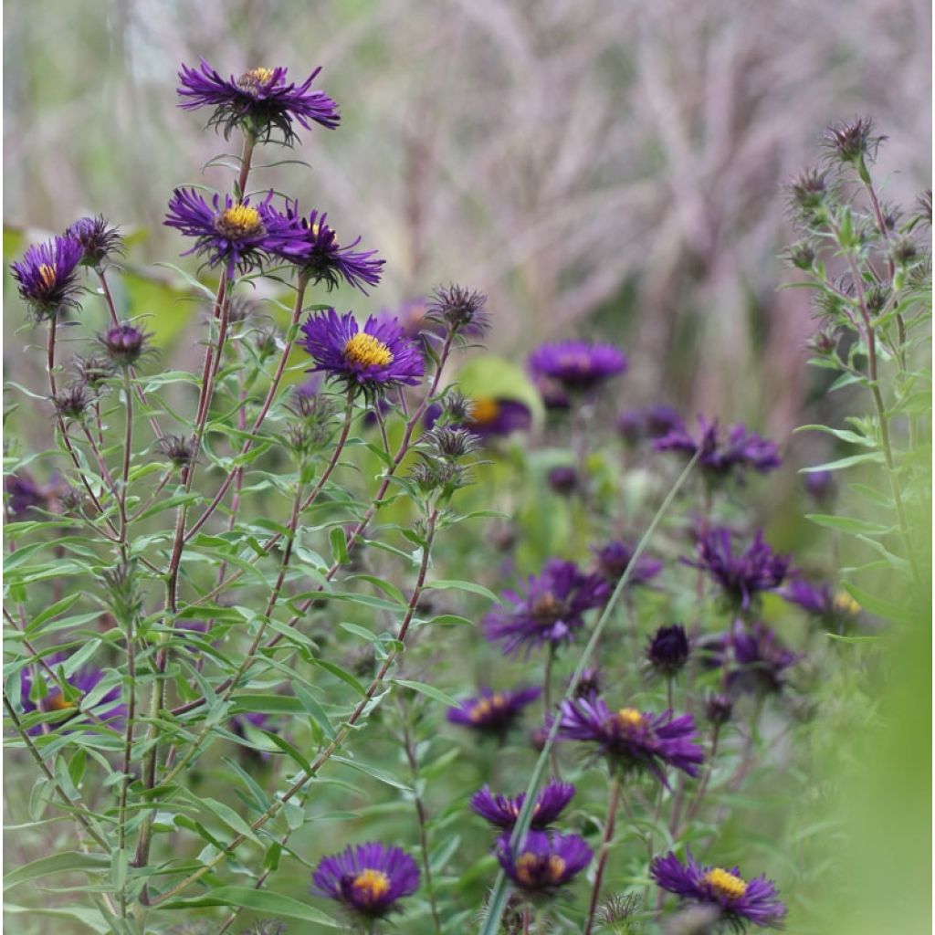 Aster novae-angliae Violetta