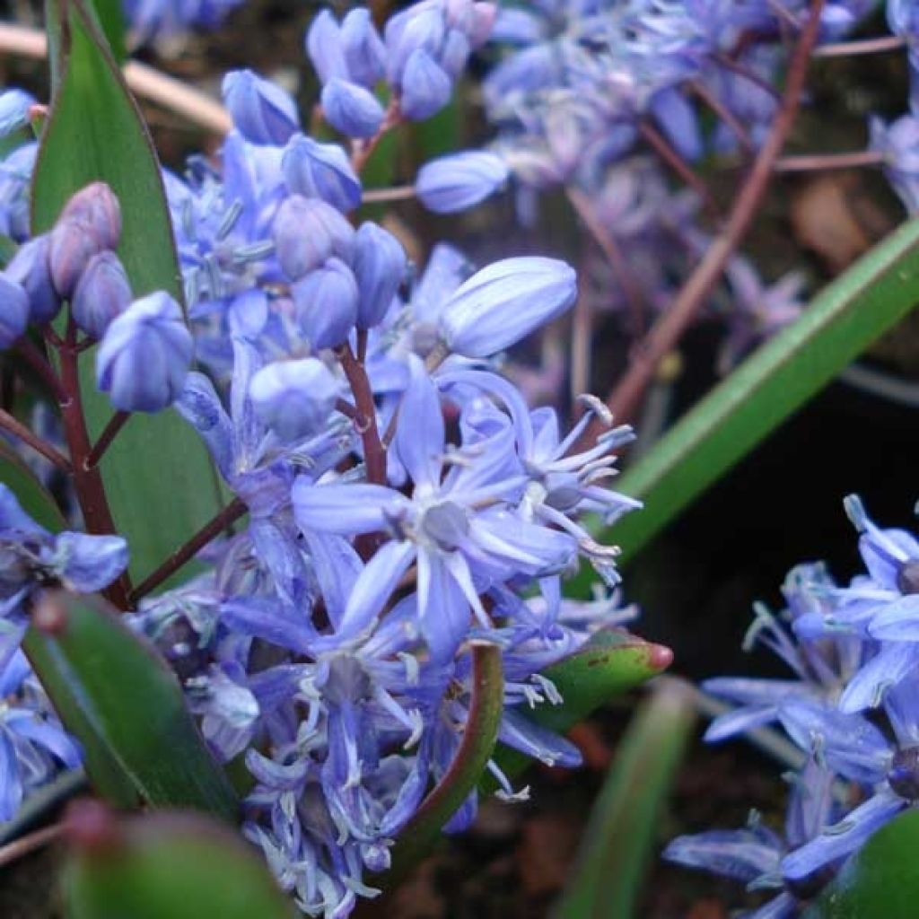 Scilla bifolia 