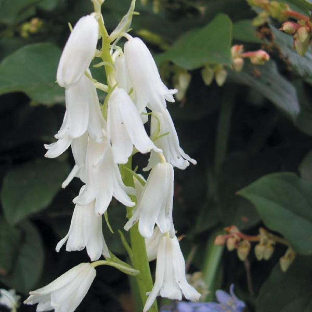 Hyacinthoides hispanica Alba