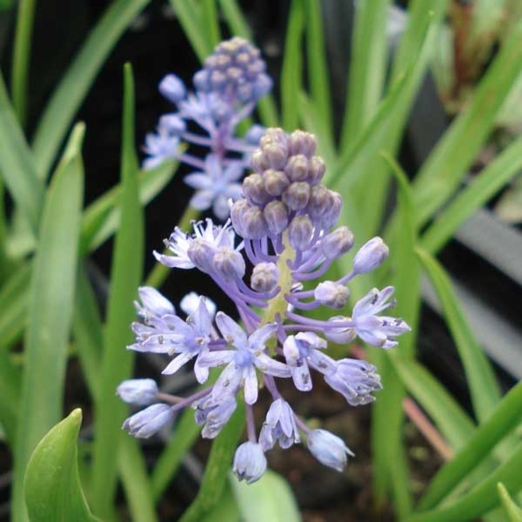 Scilla litardierei 