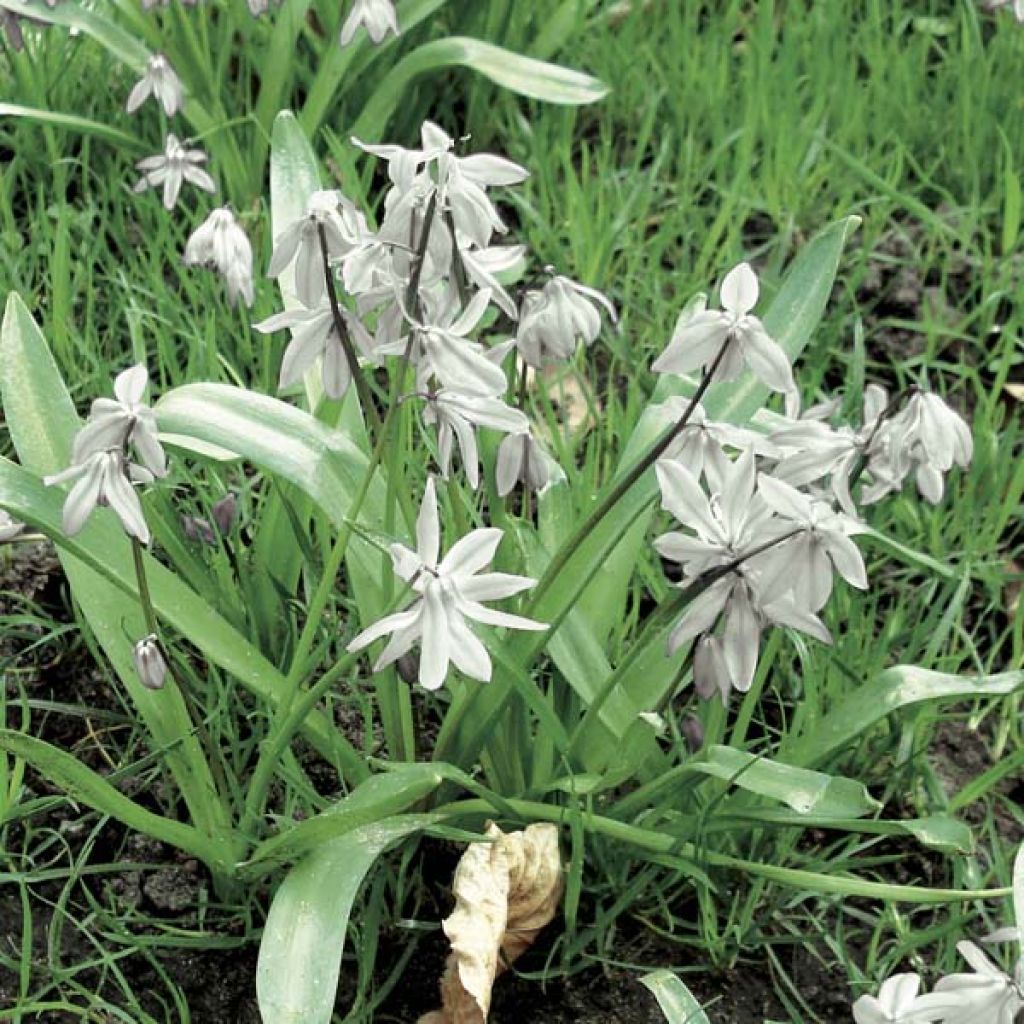 Scilla siberica Alba
