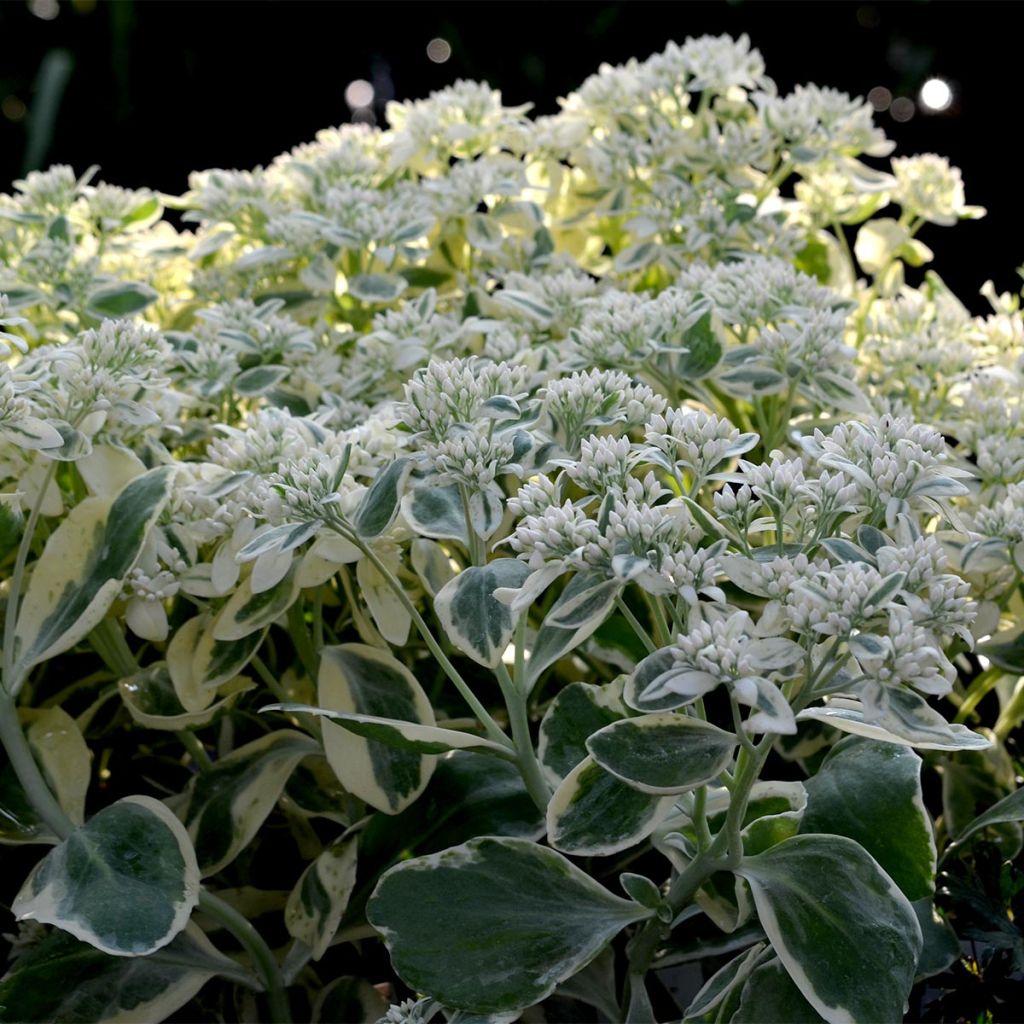 Sedum Frosty Morn - Autumn Stonecrop