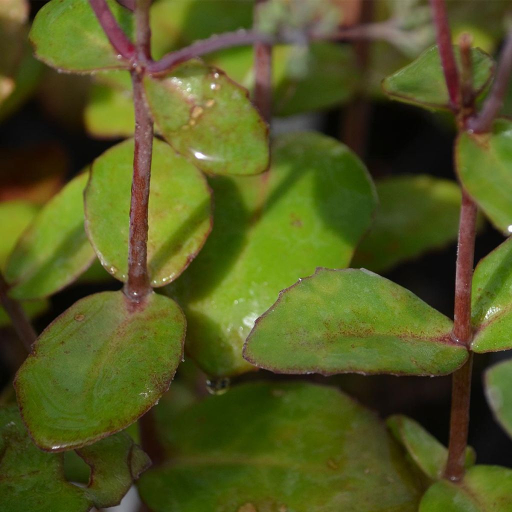Sedum Matrona - Autumn Stonecrop