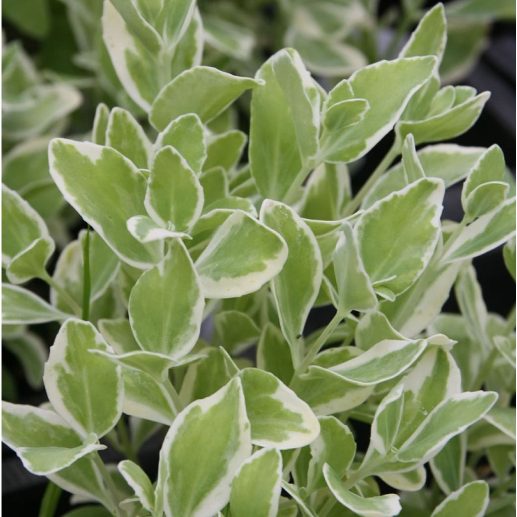 Sedum Frosty Morn - Autumn Stonecrop