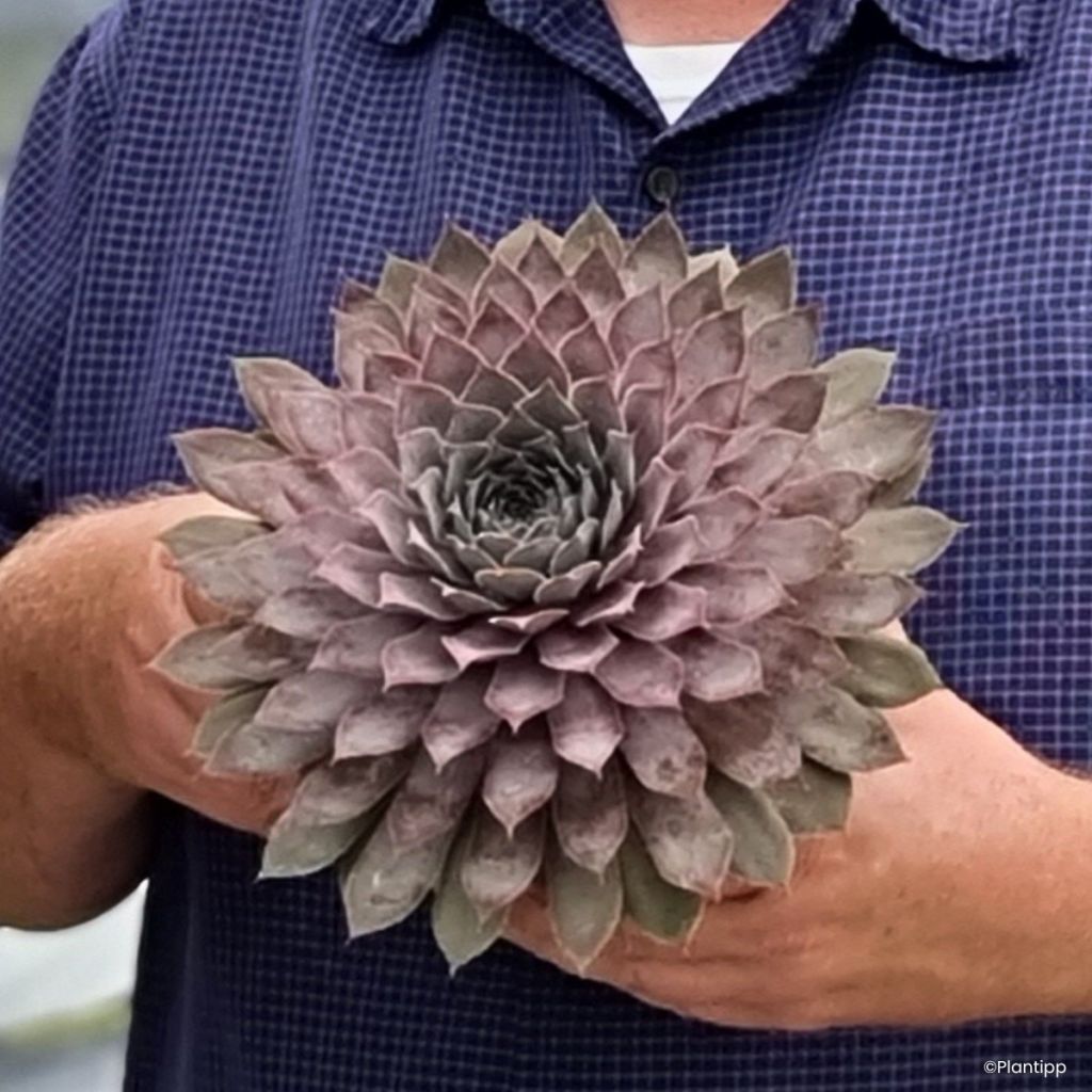 Sempervivum Steel Appeal - Houseleek