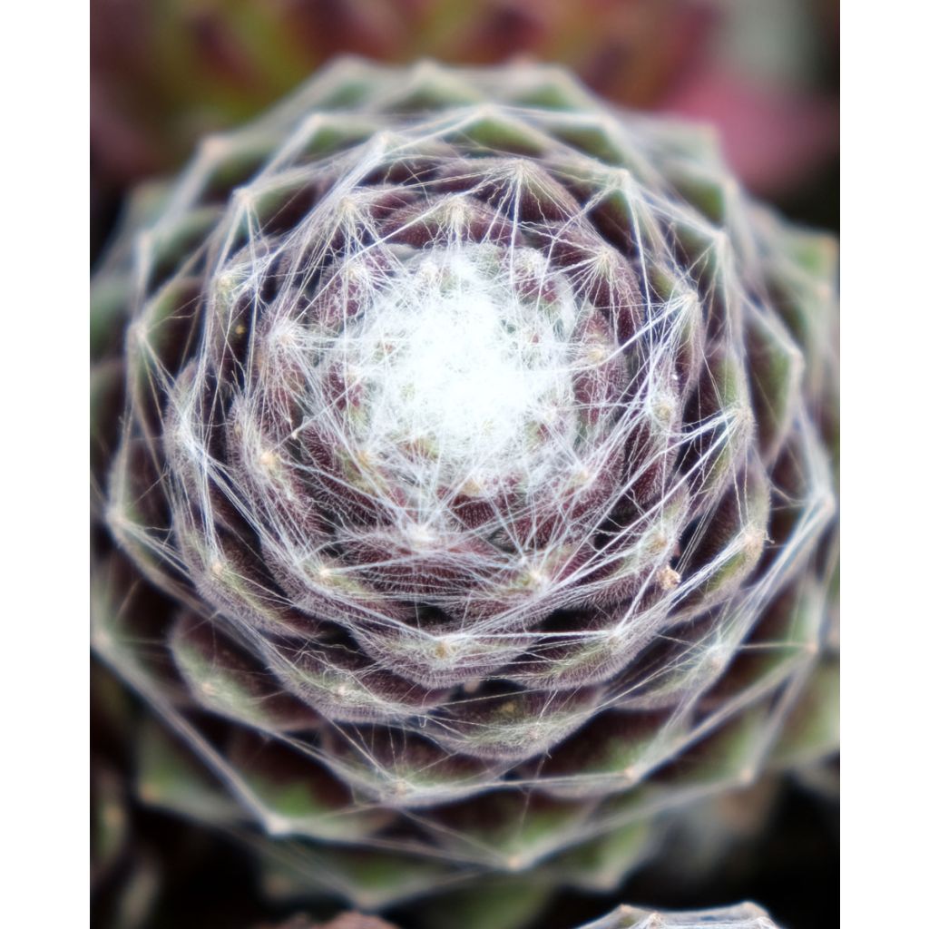 Sempervivum Chick Charms Cotton Candy