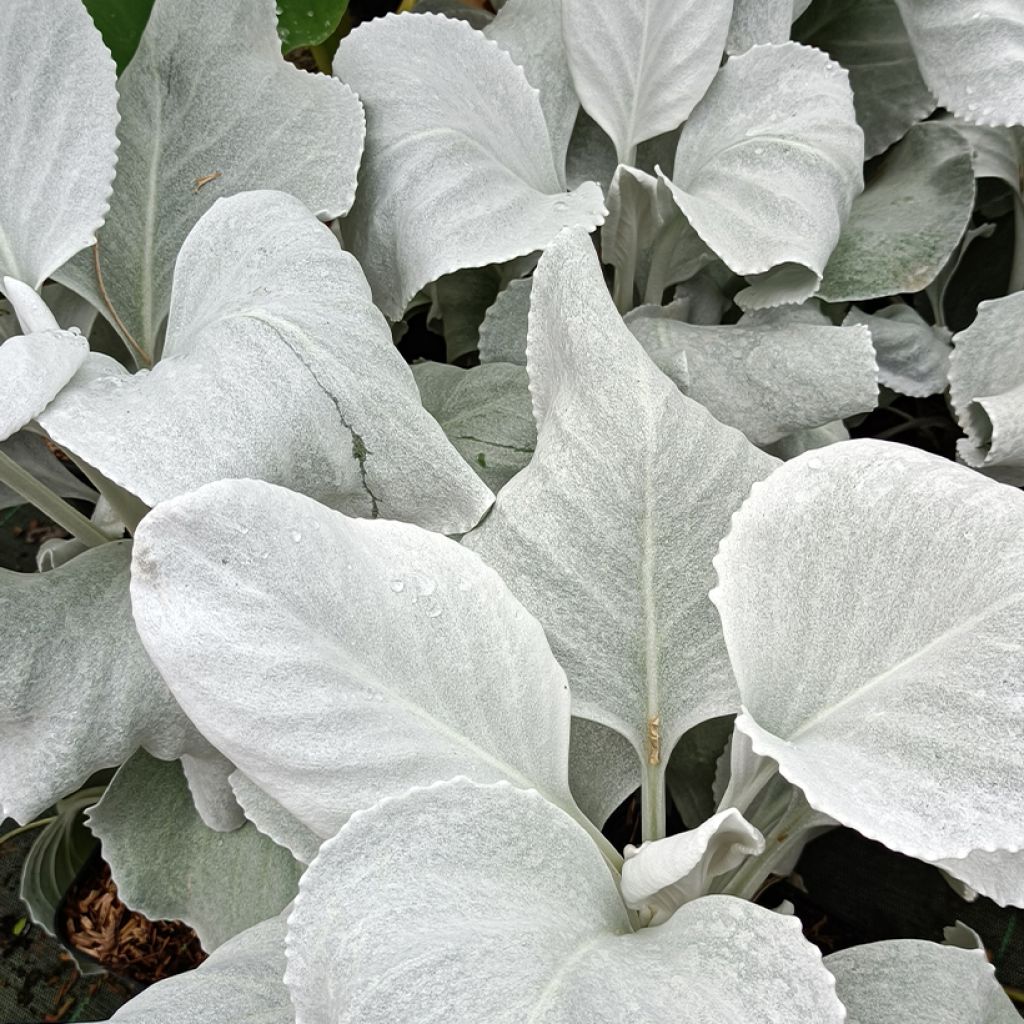 Senecio candidans Angel Wings
