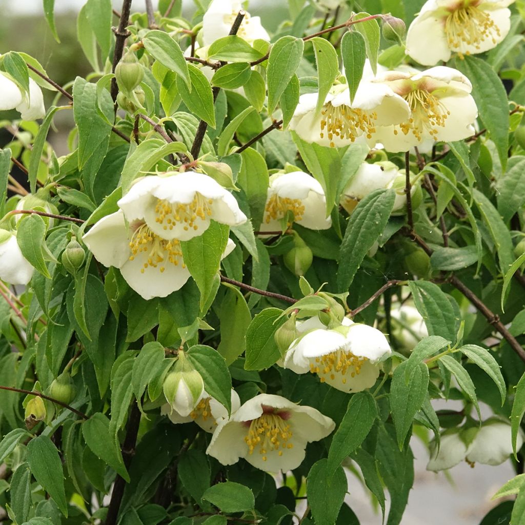 Philadelphus mexicanus - Mock Orange