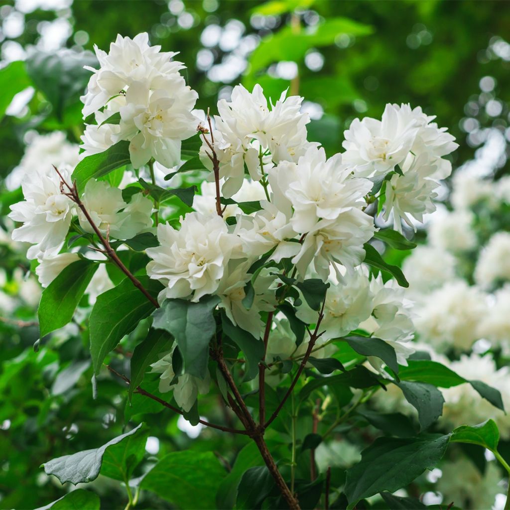 Philadelphus (x) virginalis Minnesota Snowflake