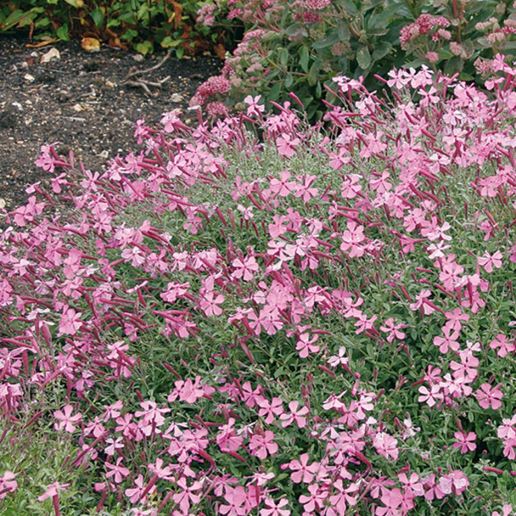 Silene schafta Splendens