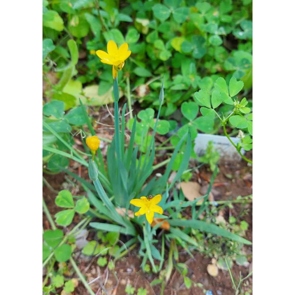 Sisyrinchium californicum