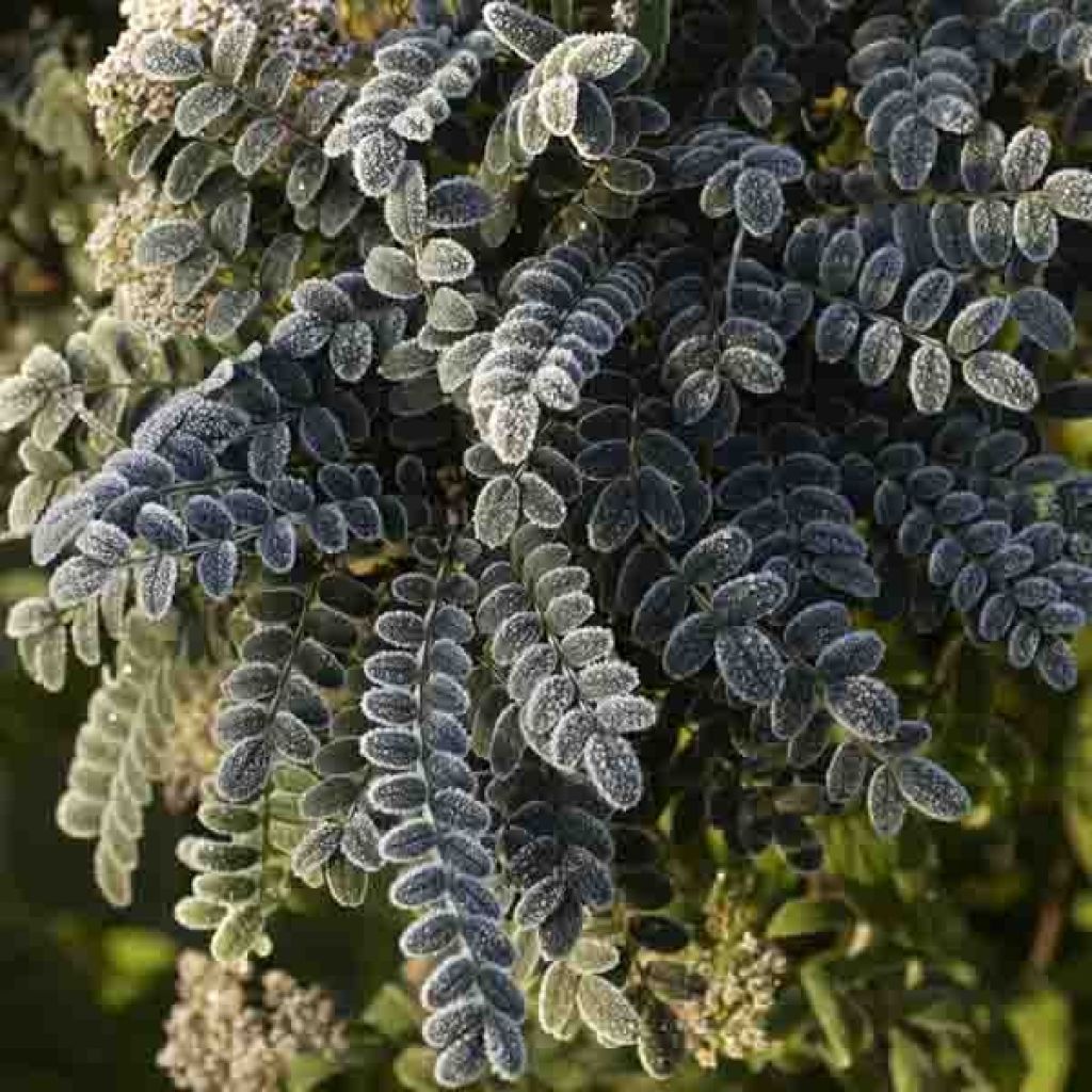 Sophora microphylla Sun King