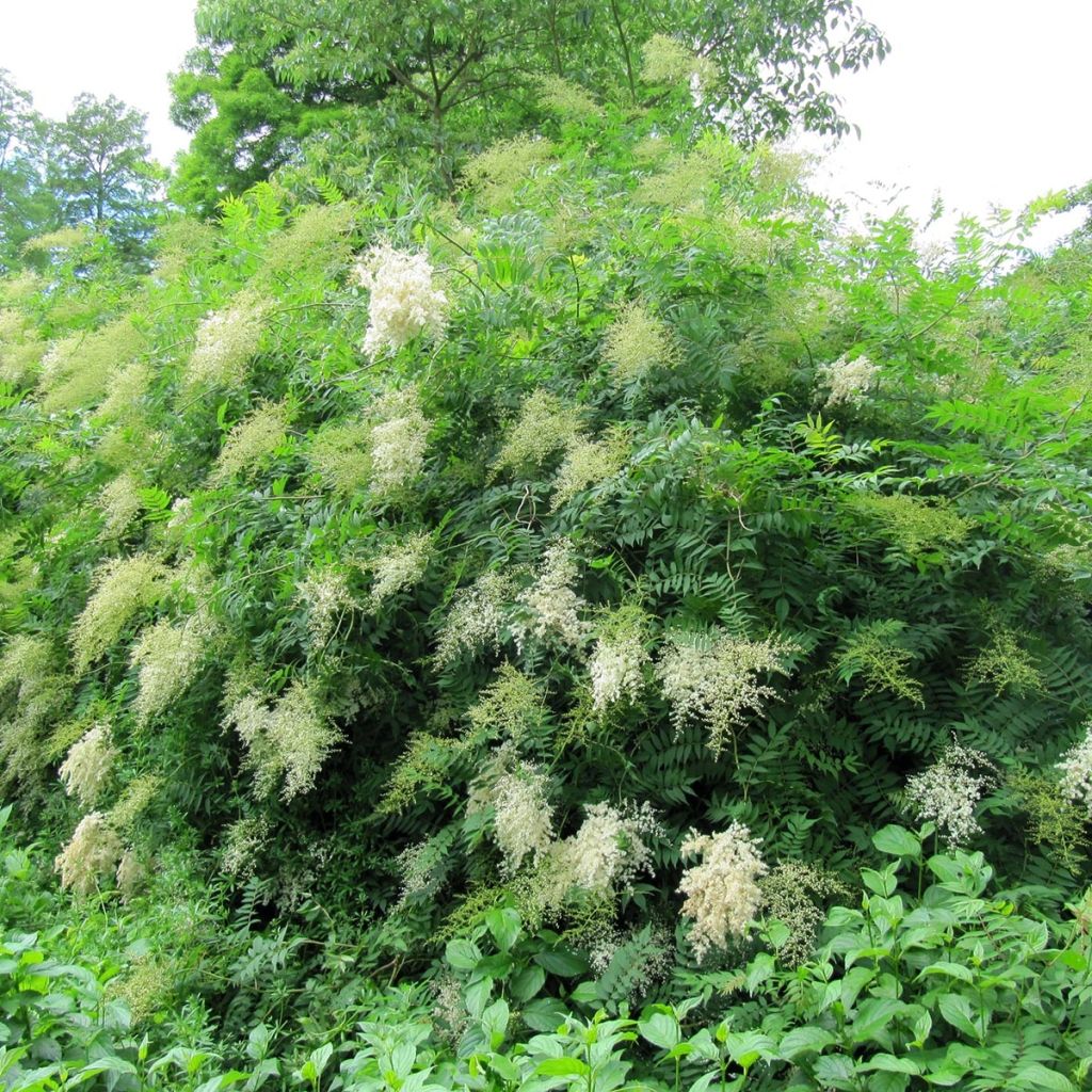 Sorbaria sorbifolia 