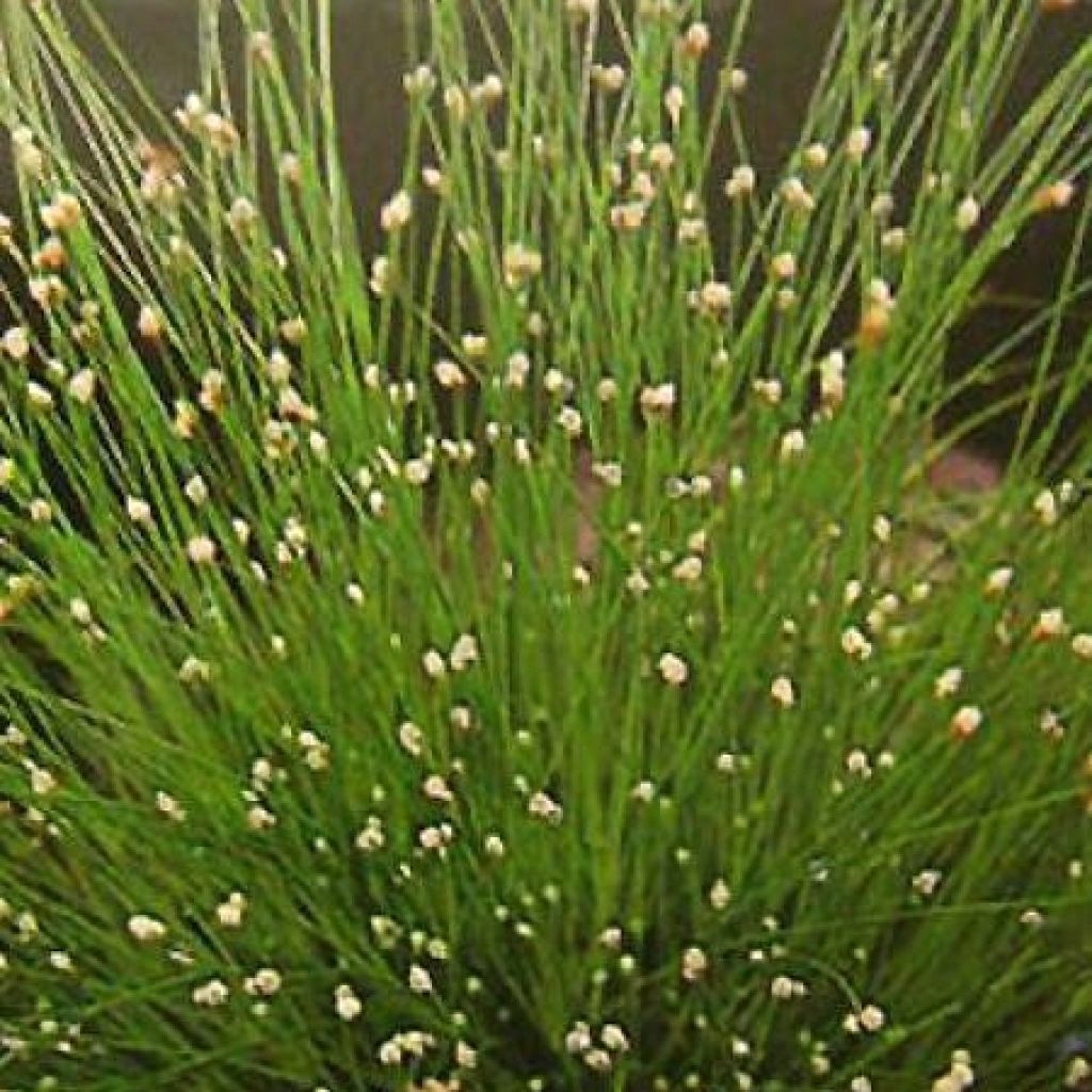 Scirpus cernuus - Fibre Optic Grass