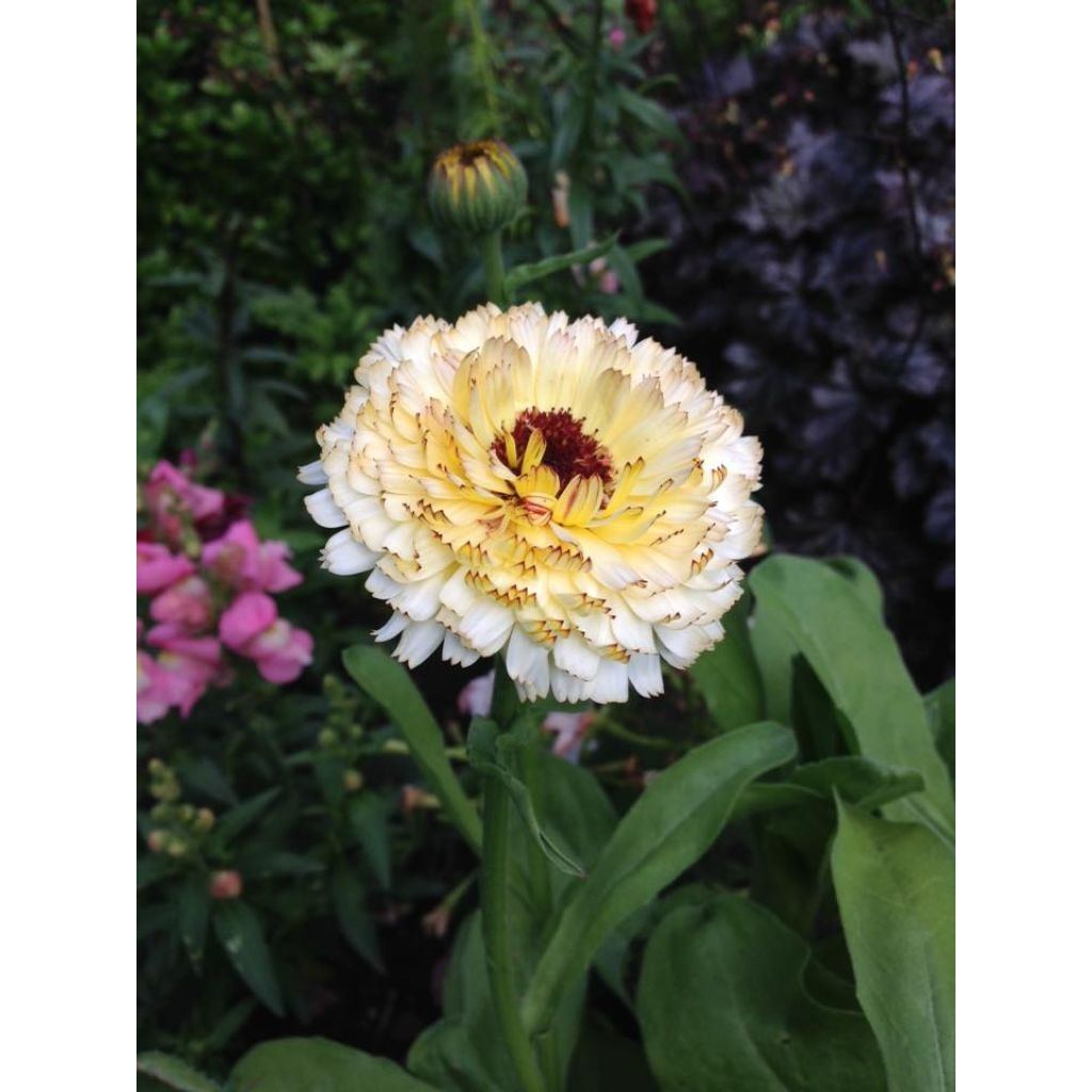 Calendula officinalis Snow Princess Seeds - Pot Marigold