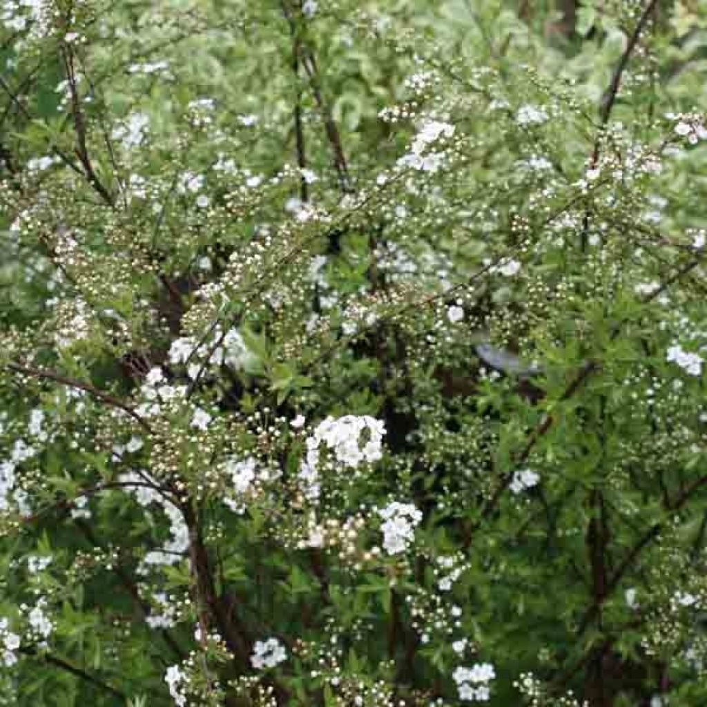 Spiraea cinerea Graciosa