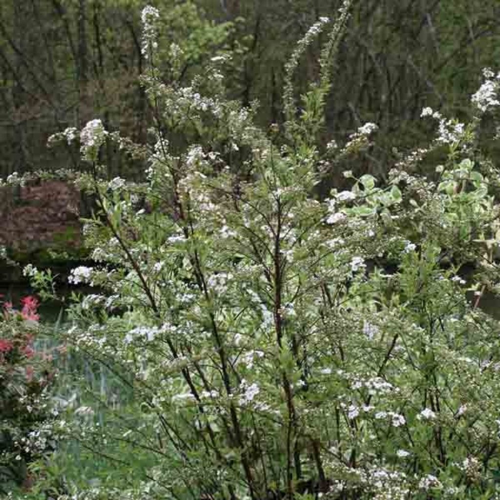 Spiraea cinerea Graciosa