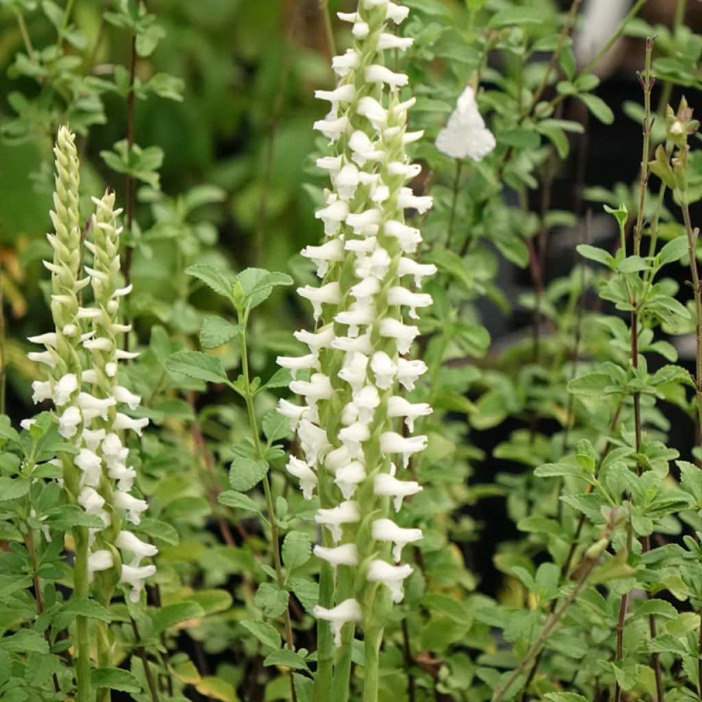 Spiranthes Cernua var odorata - Chadds Ford