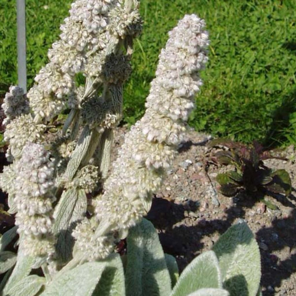 Stachys byzantina Big Ears