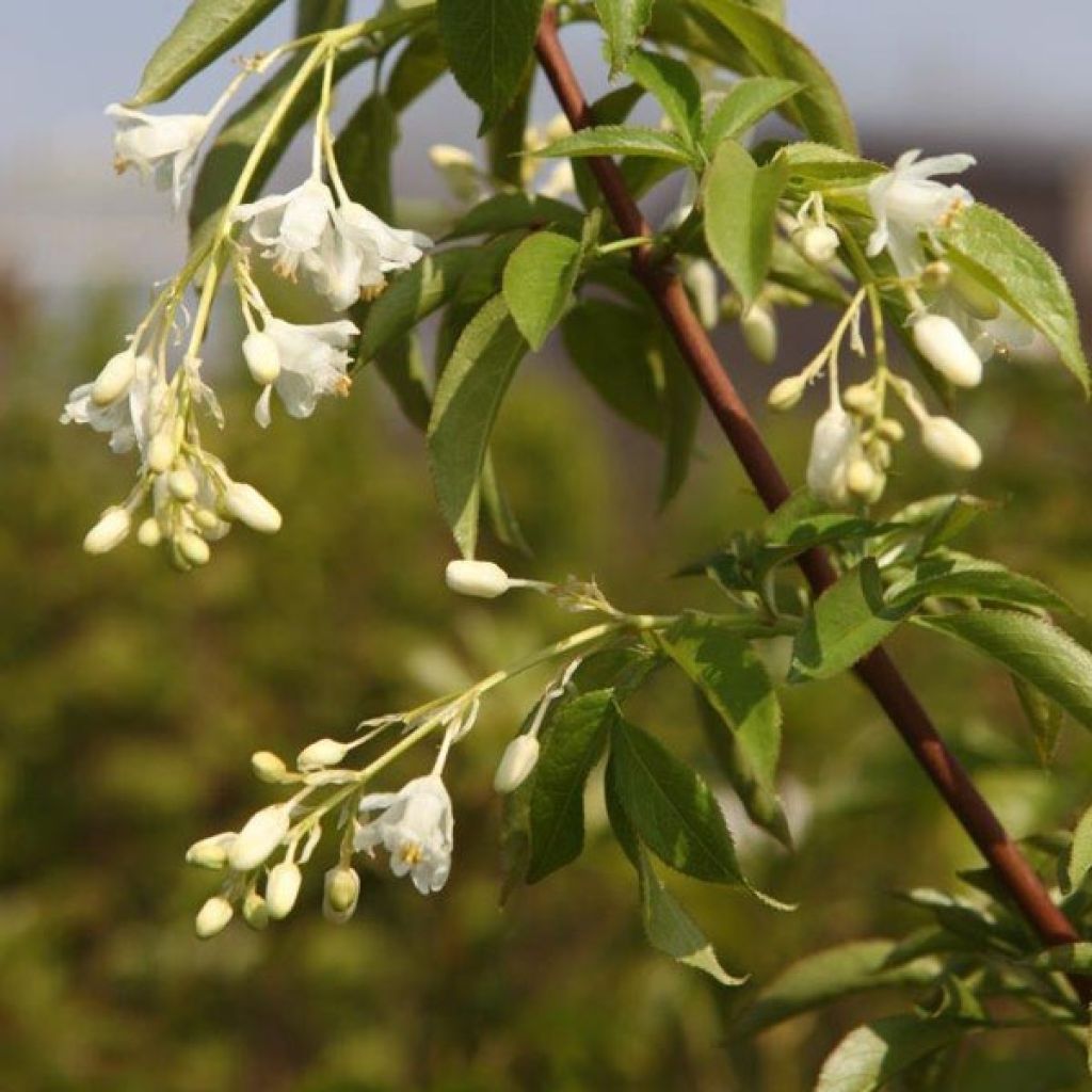 Staphylea colchica