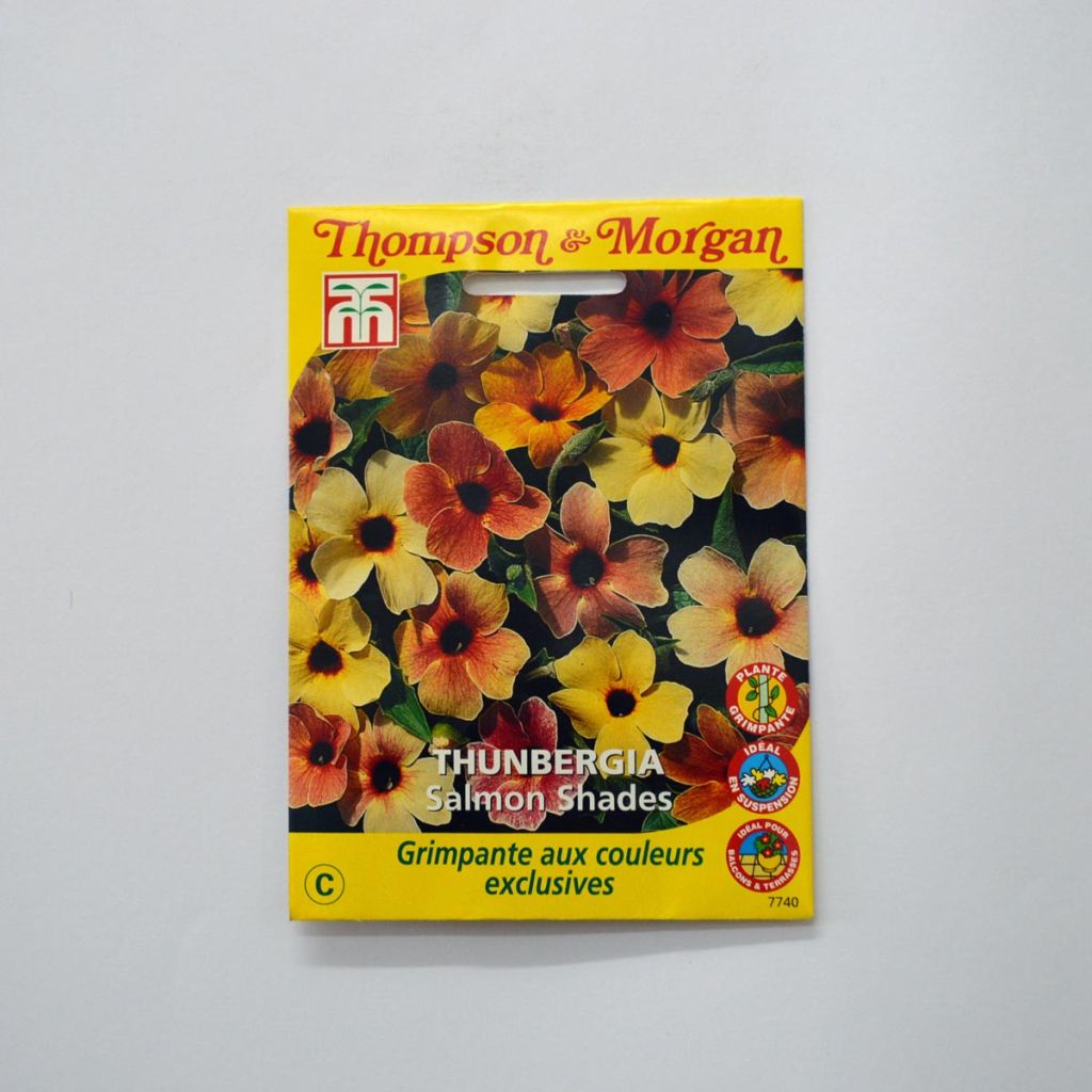 Thunbergia alata - Black-eyed Susan Vine Salmon Shades