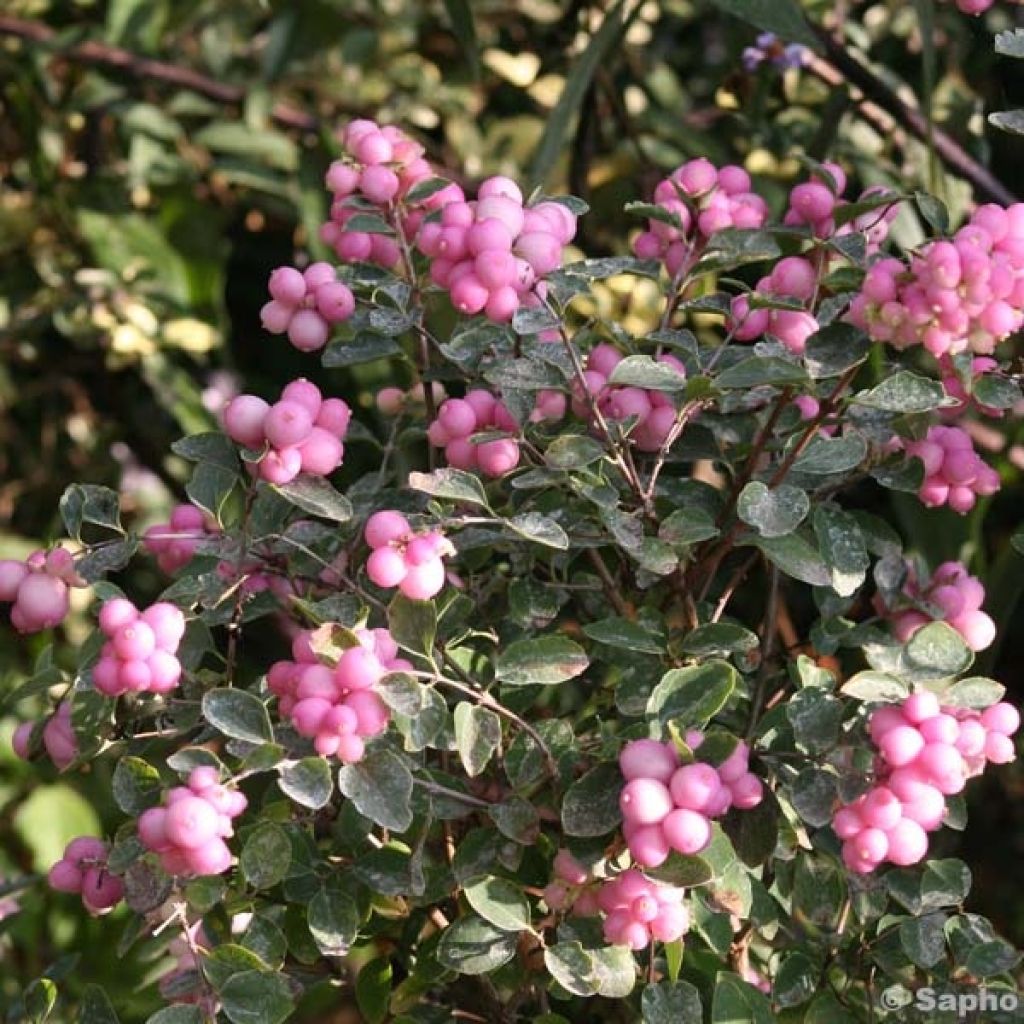 Symphoricarpos doorenboosii Magical Candy