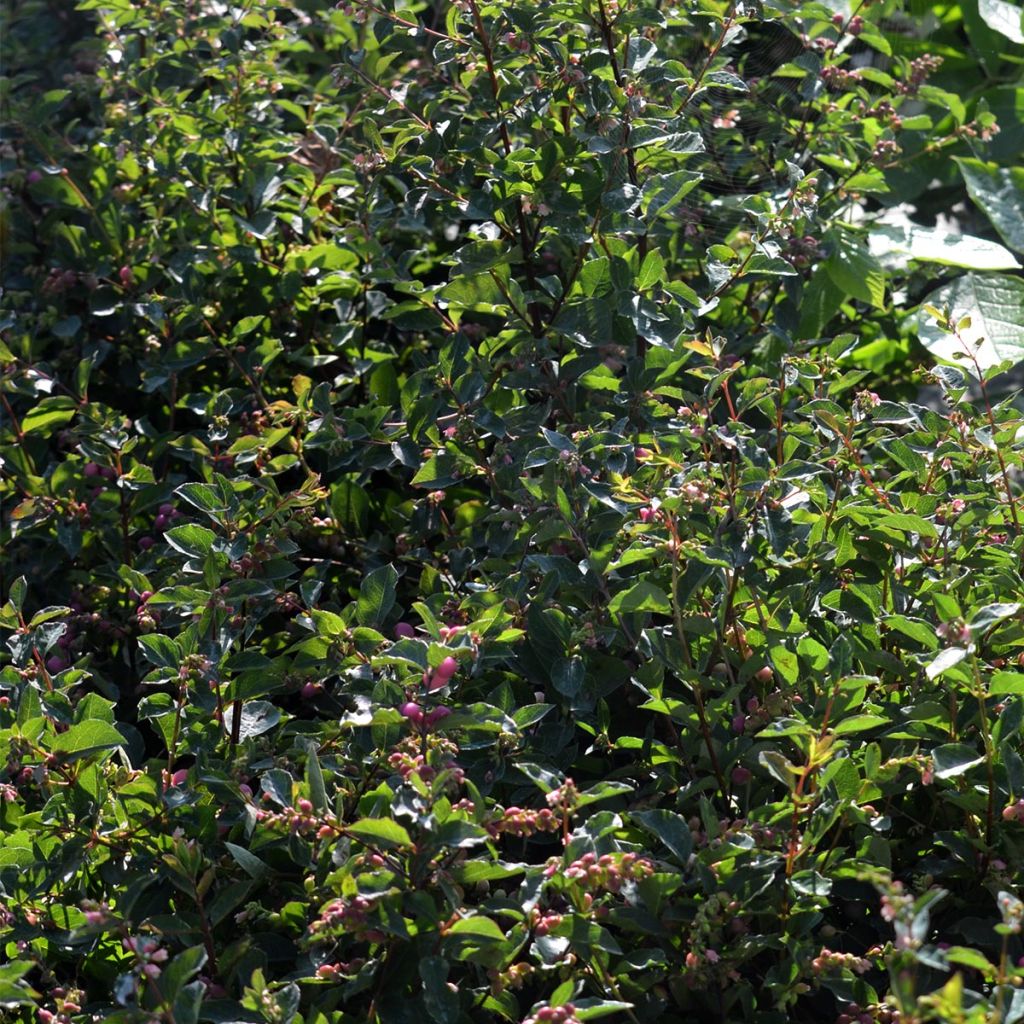 Symphoricarpos doorenboosii Magical Candy