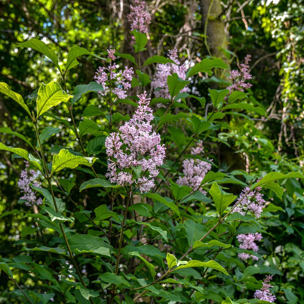 Syringa josikae