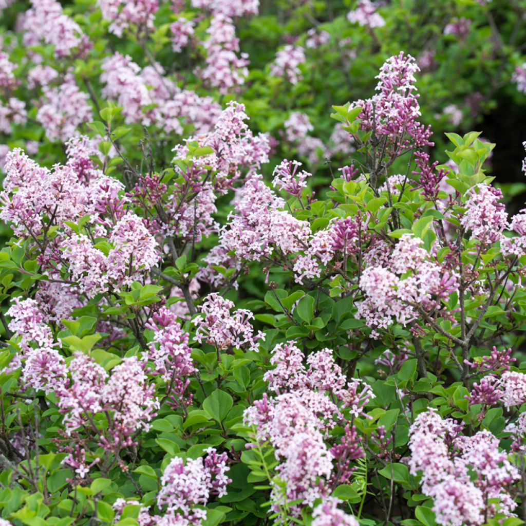 Syringa josikae