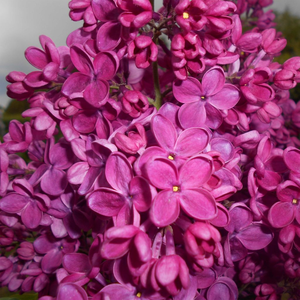 Syringa vulgaris Znamya Lenina - Common Lilac