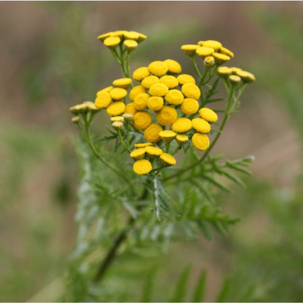 Tanacetum vulgare
