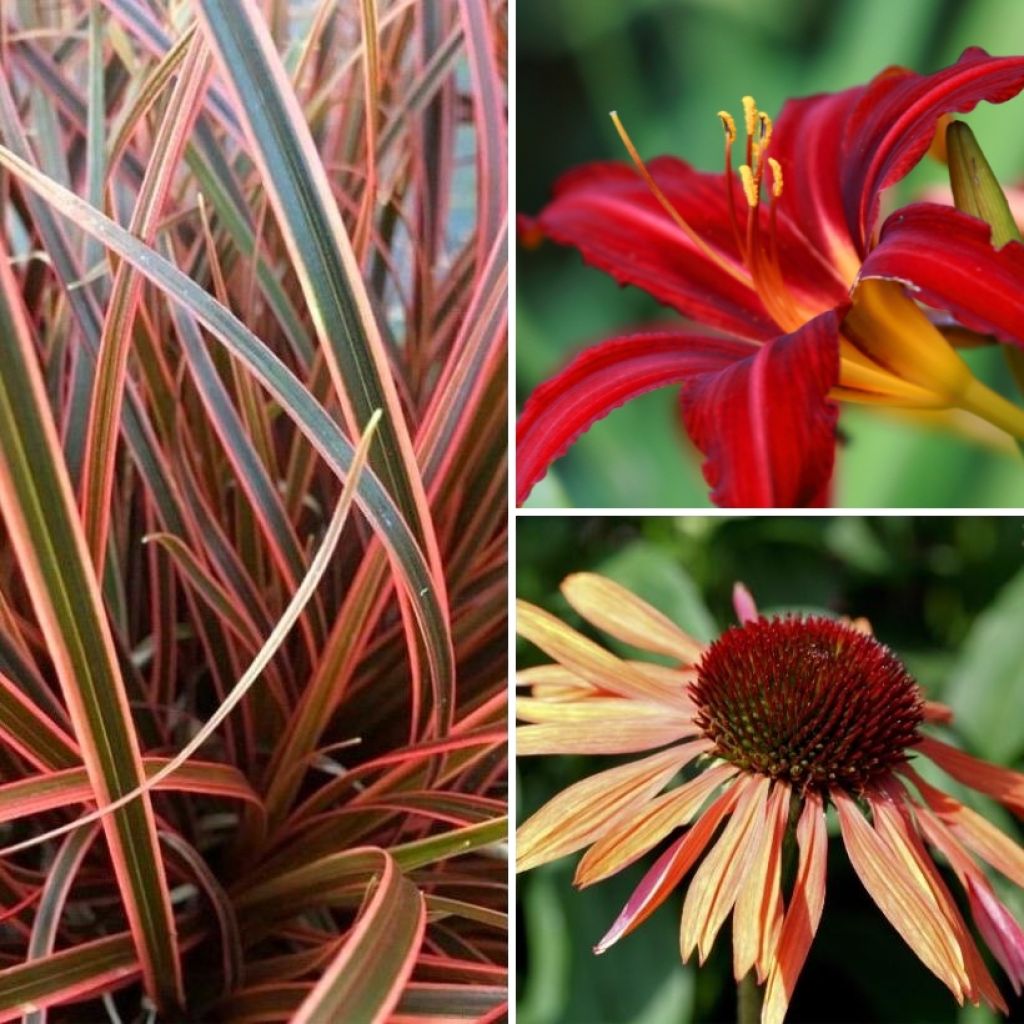 Perennial Orange and Purple Collection