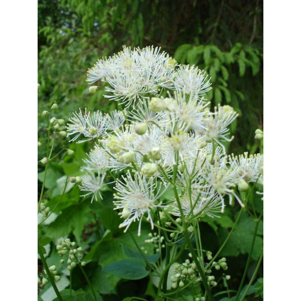 Thalictrum aquilegifolium Album - Meadow-rue