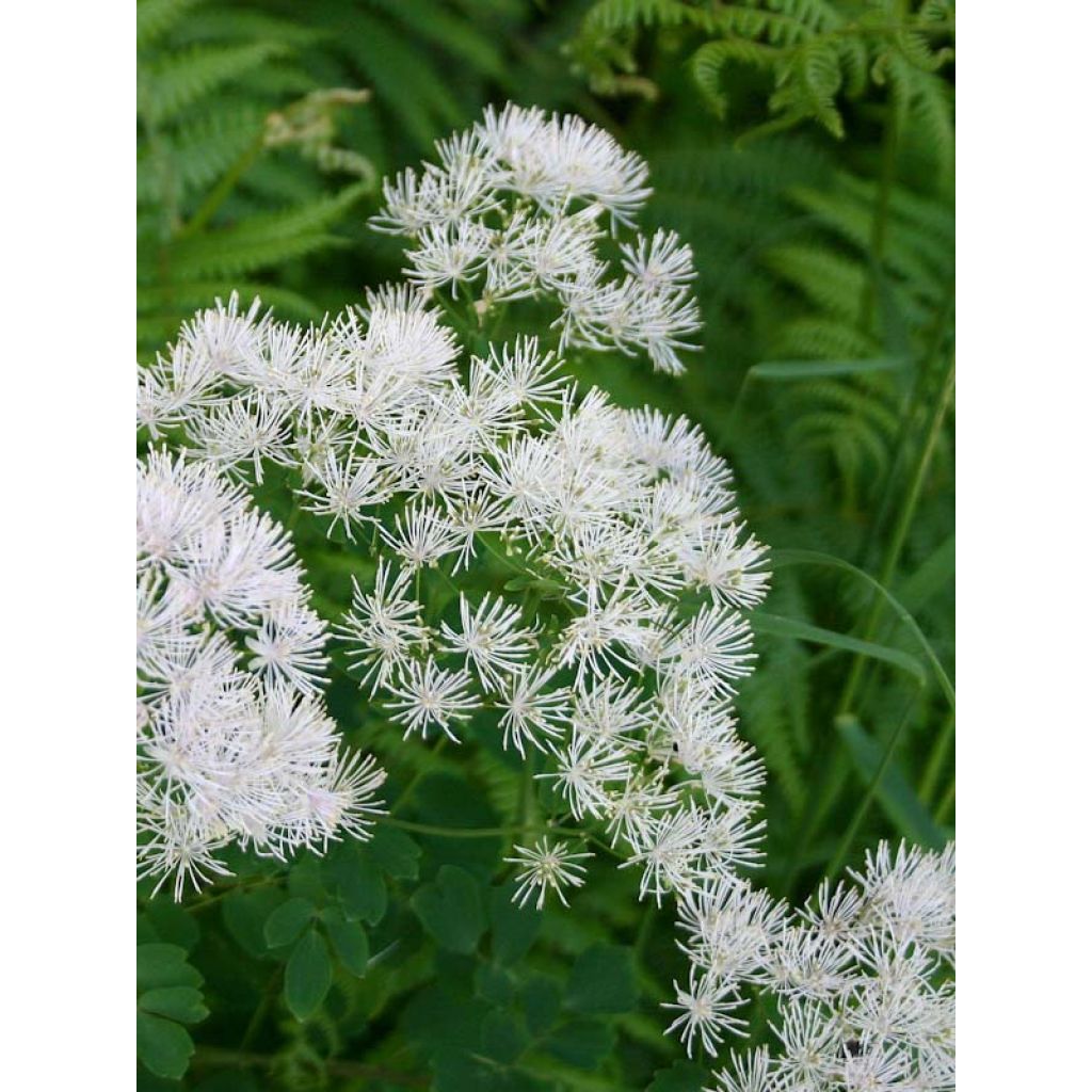 Thalictrum aquilegifolium Album - Meadow-rue