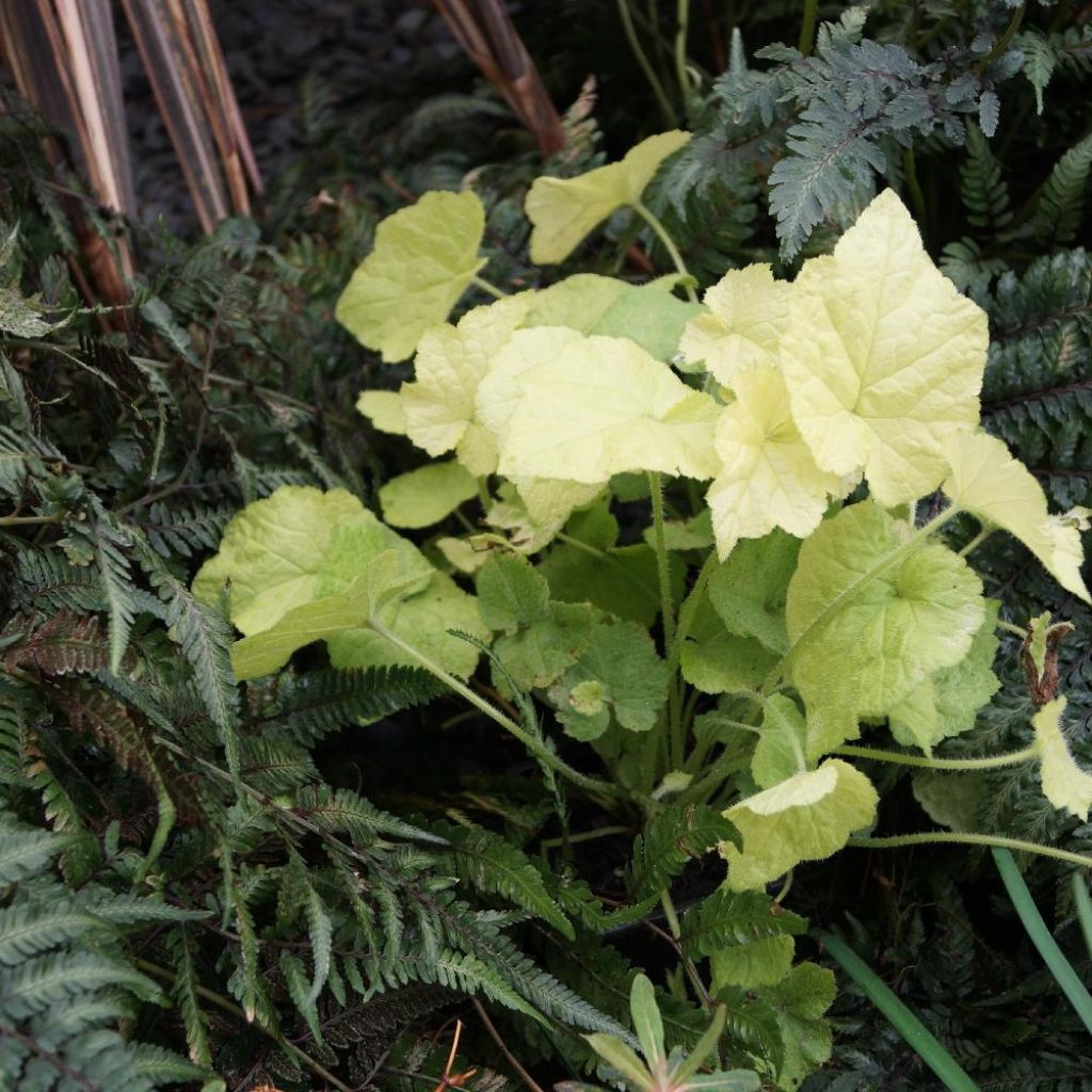 Tolmiea menziesii Cool Gold