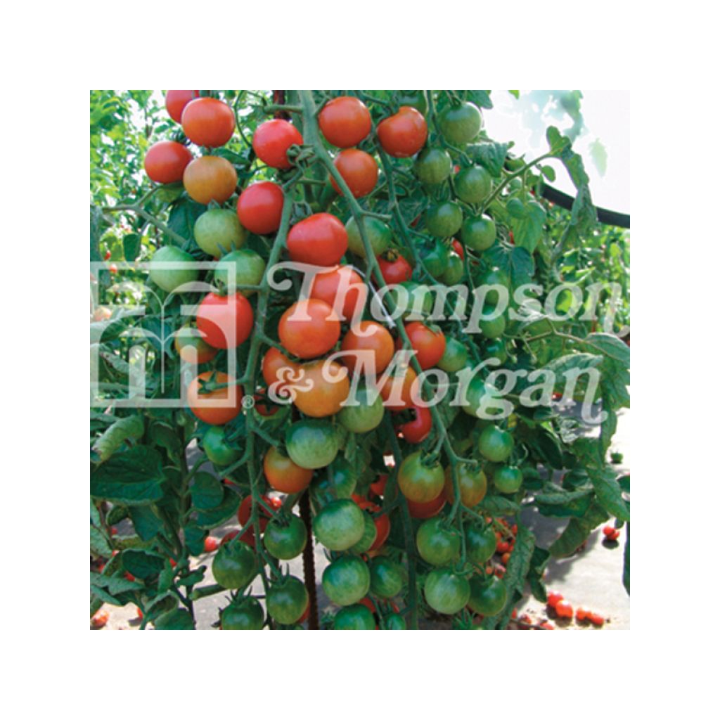 Tomato Cherrola F1