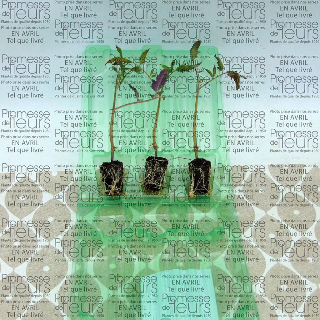 Tomato Cornabel F1 GRAFTED plants