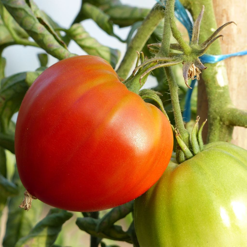 Organic Cuor di Bue GRAFTED plants - Beefsteak