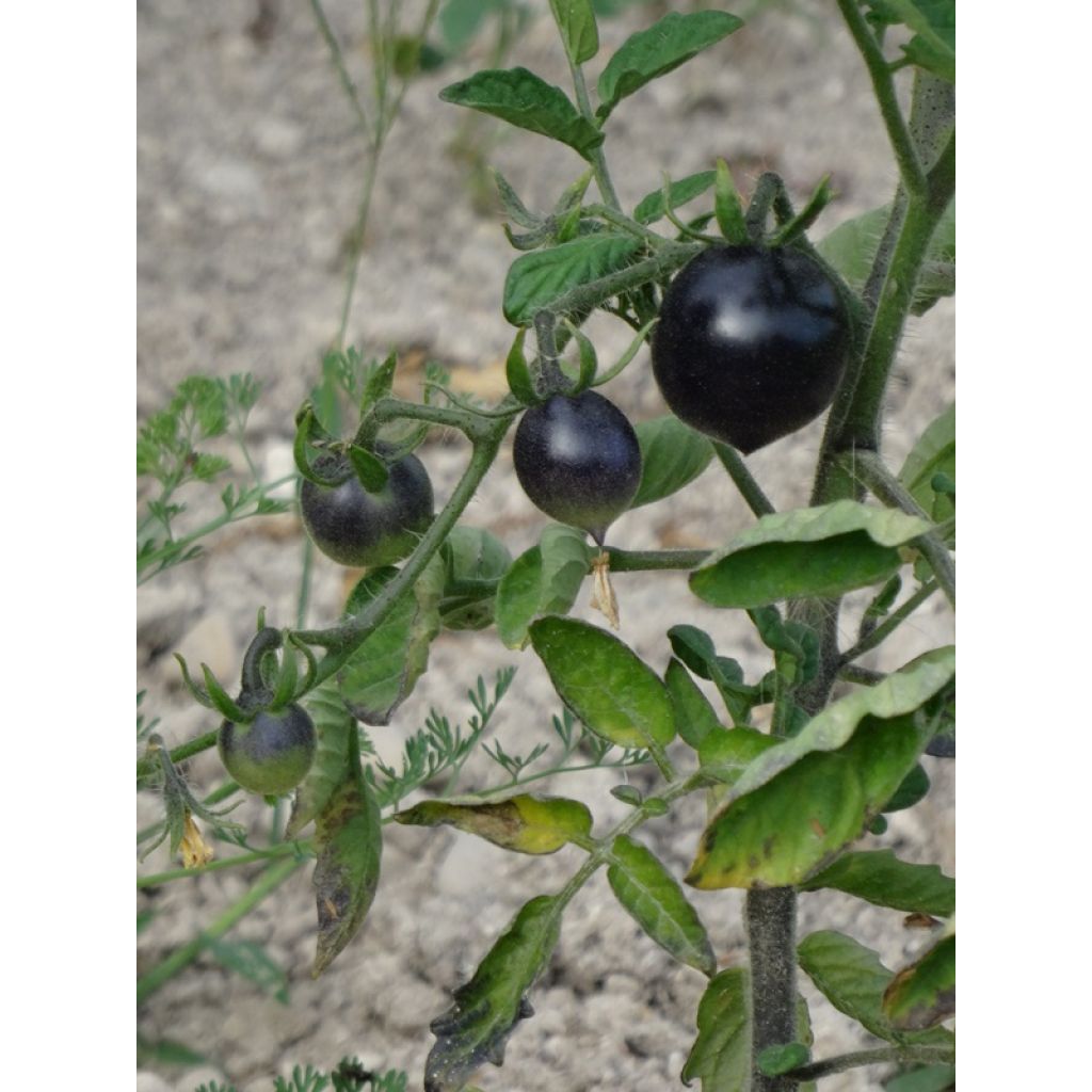Tomato Black Cherry plants